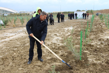 Səbaildə "Yaşıl dünya naminə həmrəylik ili" çərçivəsində ağacəkmə aksiyası davam edir