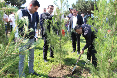 Səbail rayonunda “Şəhərsalma və Memarlıq İli” çərçivəsində ağacəkmə aksiyası keçirilmişdir