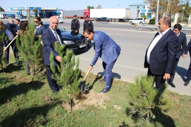 Səbail rayonunda 27 sentyabr - Anım Günü ilə əlaqədar ağacəkmə aksiyası keçirilib