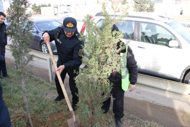 Səbail rayonunda "Konstitusiya və Suverenlik ili" çərçivəsində ağacəkmə aksiyası keçirilib