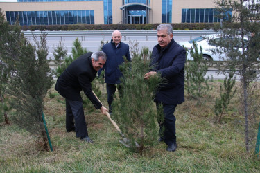 Səbail rayonunda Xocalı soyqırımı qurbanlarının xatirəsinə həsr olunmuş ağacəkmə aksiyası keçirilib