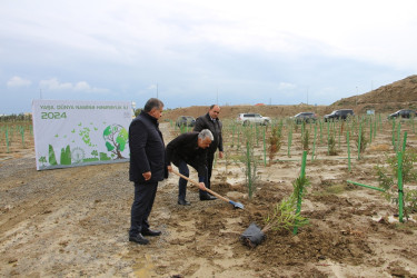 Səbaildə "Yaşıl dünya naminə həmrəylik ili" çərçivəsində ağacəkmə aksiyası davam edir