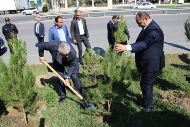 Səbail rayonunda 27 sentyabr - Anım Günü ilə əlaqədar ağacəkmə aksiyası keçirilib
