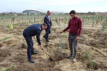 "Yaşıl dünya naminə həmrəylik ili" çərçivəsində Səbail rayonunda ağacəkmə aksiyası davam edir