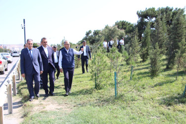 Səbail rayonunda 27 sentyabr - Anım Günü ilə əlaqədar ağacəkmə aksiyası keçirilib