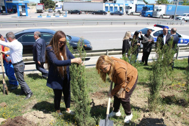 Səbail rayonunda "Konstitusiya və Suverenlik ili" çərçivəsində ağacəkmə aksiyası keçirilib