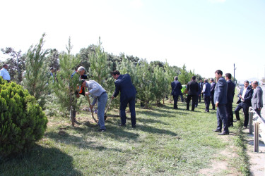 Səbail rayonunda 27 sentyabr - Anım Günü ilə əlaqədar ağacəkmə aksiyası keçirilib