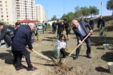 Səbail rayonunda "Yaşıl dünya naminə həmrəylik ili" çərçivəsində ağacəkmə aksiyası davam edir