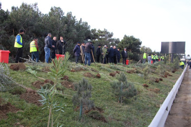 Səbail rayonunda "Konstitusiya və Suverenlik ili" çərçivəsində ağacəkmə aksiyası keçirilib