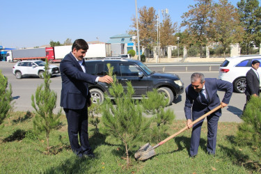 Səbail rayonunda 27 sentyabr - Anım Günü ilə əlaqədar ağacəkmə aksiyası keçirilib