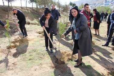 Səbail rayonunda "Yaşıl dünya naminə həmrəylik ili" çərçivəsində ağacəkmə aksiyası davam edir