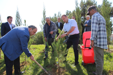 Səbail rayonunda 27 sentyabr - Anım Günü ilə əlaqədar ağacəkmə aksiyası keçirilib