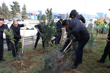 Səbail rayonunda "Konstitusiya və Suverenlik ili" çərçivəsində ağacəkmə aksiyası keçirilib