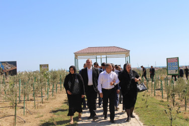 Səbaildə 27 sentyabr - Anım Gününə həsr olunmuş ağacəkmə aksiyası keçirilmişdir