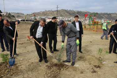 "Yaşıl dünya naminə həmrəylik ili" çərçivəsində Səbail rayonunda ağacəkmə aksiyası davam edir