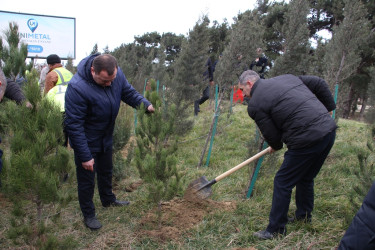 Səbail rayonunda Xocalı soyqırımı qurbanlarının xatirəsinə həsr olunmuş ağacəkmə aksiyası keçirilib