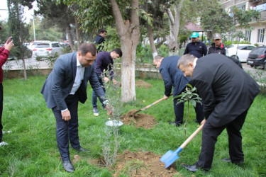 Səbail rayonunda "Yaşıl dünya naminə həmrəylik ili" çərçivəsində ağacəkmə aksiyası keçirilib