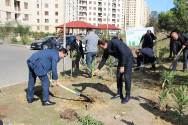 Səbail rayonunda "Yaşıl dünya naminə həmrəylik ili" çərçivəsində ağacəkmə aksiyası davam edir