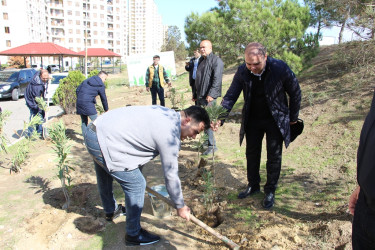 Səbail rayonunda "Yaşıl dünya naminə həmrəylik ili" çərçivəsində ağacəkmə aksiyası davam edir