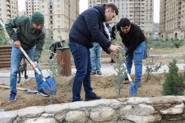 Səbail rayonunda "Yaşıl dünya naminə həmrəylik ili" çərçivəsində növbəti ağacəkmə aksiyası keçirilib