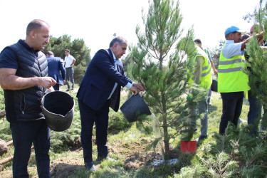 Səbail rayonunda 27 sentyabr - Anım Günü ilə əlaqədar ağacəkmə aksiyası keçirilib
