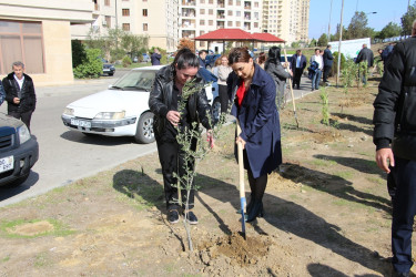 Səbail rayonunda "Yaşıl dünya naminə həmrəylik ili" çərçivəsində ağacəkmə aksiyası davam edir