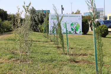 "Yaşıl dünya naminə həmrəylik ili" çərçivəsində Səbaildə növbəti ağacəkmə aksiyası