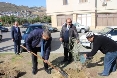 Səbail rayonunda "Yaşıl dünya naminə həmrəylik ili" çərçivəsində ağacəkmə aksiyası davam edir