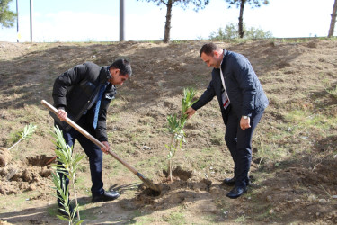 Səbail rayonunda "Yaşıl dünya naminə həmrəylik ili" çərçivəsində ağacəkmə aksiyası davam edir