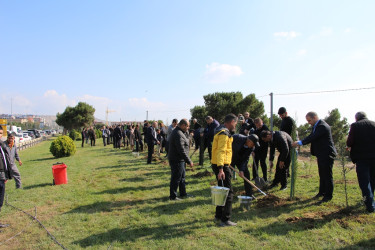 "Yaşıl dünya naminə həmrəylik ili" çərçivəsində Səbaildə növbəti ağacəkmə aksiyası