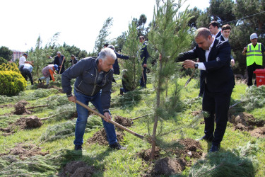 Səbail rayonunda “Şəhərsalma və Memarlıq İli” çərçivəsində ağacəkmə aksiyası keçirilmişdir