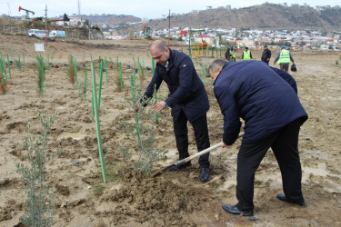 Səbaildə "Yaşıl dünya naminə həmrəylik ili" çərçivəsində ağacəkmə aksiyası davam edir