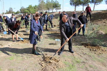 Səbail rayonunda "Yaşıl dünya naminə həmrəylik ili" çərçivəsində ağacəkmə aksiyası davam edir