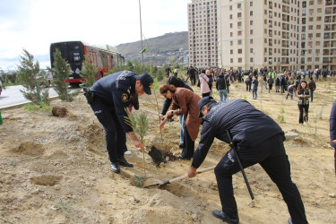 Səbail rayonunda "Yaşıl dünya naminə həmrəylik ili" çərçivəsində növbəti ağacəkmə aksiyası