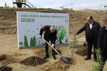 "Yaşıl dünya naminə həmrəylik ili" çərçivəsində Səbail rayonunda ağacəkmə aksiyası davam edir