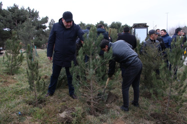 Səbail rayonunda Xocalı soyqırımı qurbanlarının xatirəsinə həsr olunmuş ağacəkmə aksiyası keçirilib