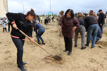 Səbail rayonunda "Yaşıl dünya naminə həmrəylik ili" çərçivəsində növbəti ağacəkmə aksiyası