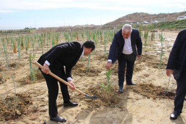 "Yaşıl dünya naminə həmrəylik ili" çərçivəsində Səbail rayonunda ağacəkmə aksiyası davam edir