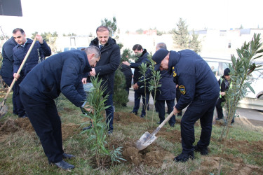 Səbail rayonunda "Konstitusiya və Suverenlik ili" çərçivəsində ağacəkmə aksiyası keçirilib