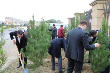 "Yaşıl dünya naminə həmrəylik ili" çərçivəsində Səbail rayonunda ağacəkmə aksiyası davam edir