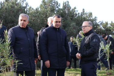 Səbail rayonunda "Konstitusiya və Suverenlik ili" çərçivəsində ağacəkmə aksiyası keçirilib