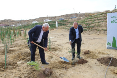 "Yaşıl dünya naminə həmrəylik ili" çərçivəsində Səbail rayonunda ağacəkmə aksiyası davam edir