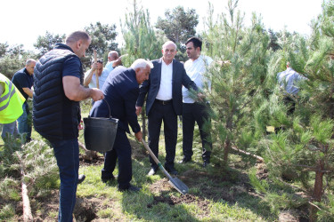 Səbail rayonunda 27 sentyabr - Anım Günü ilə əlaqədar ağacəkmə aksiyası keçirilib