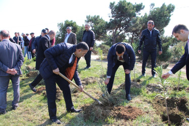 "Yaşıl dünya naminə həmrəylik ili" çərçivəsində Səbaildə növbəti ağacəkmə aksiyası