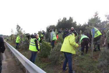Səbail rayonunda "Konstitusiya və Suverenlik ili" çərçivəsində ağacəkmə aksiyası keçirilib