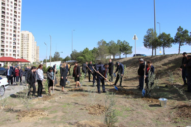 Səbail rayonunda "Yaşıl dünya naminə həmrəylik ili" çərçivəsində ağacəkmə aksiyası davam edir