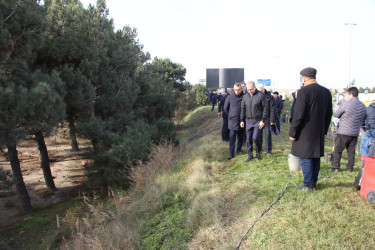 Səbail rayonunda "Konstitusiya və Suverenlik ili" çərçivəsində ağacəkmə aksiyası keçirilib