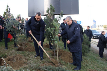 Səbail rayonunda "Konstitusiya və Suverenlik ili" çərçivəsində ağacəkmə aksiyası keçirilib