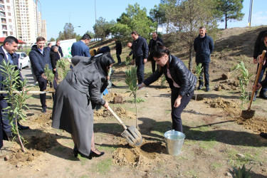 Səbail rayonunda "Yaşıl dünya naminə həmrəylik ili" çərçivəsində ağacəkmə aksiyası davam edir