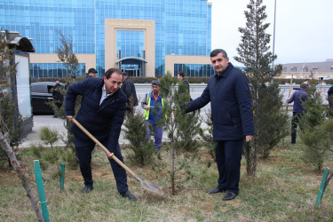 Səbail rayonunda Xocalı soyqırımı qurbanlarının xatirəsinə həsr olunmuş ağacəkmə aksiyası keçirilib